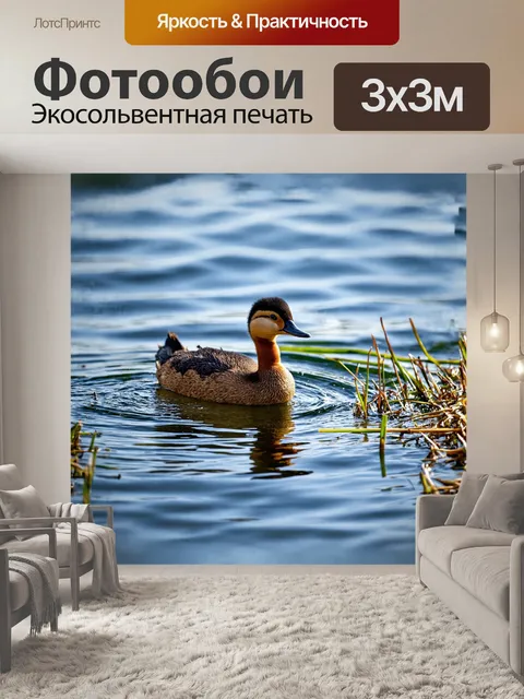 Фотообои гагара осторожно ныряет в воду, создавая круги на ее поверхности