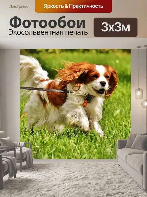 Фотообои Собака