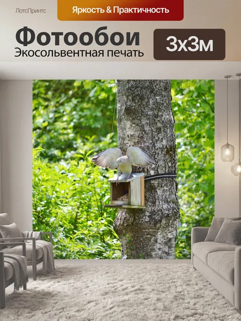 Фотообои Голубь