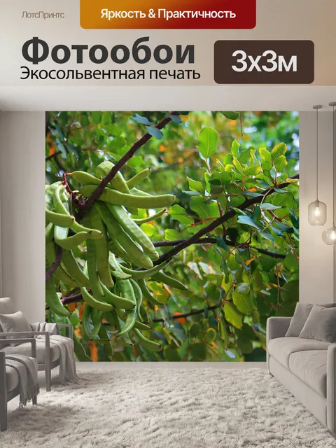 Фотообои рожкового дерева семян стручки