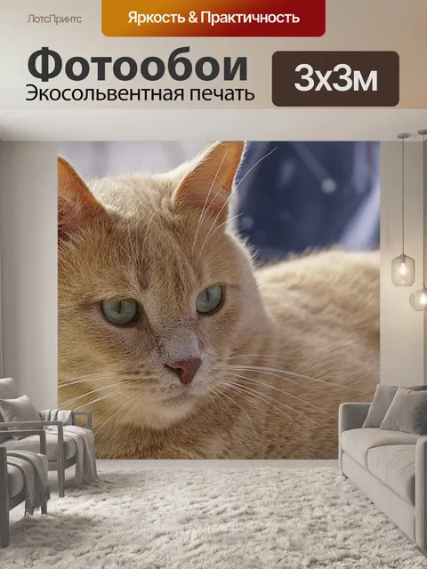 Фотообои Кот