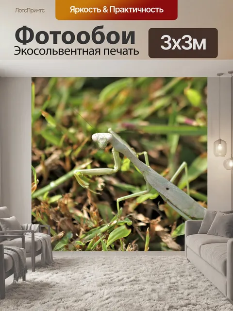 Фотообои Белый богомол крупным планом