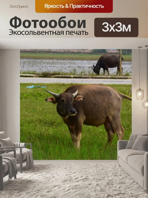 Фотообои Буйвол