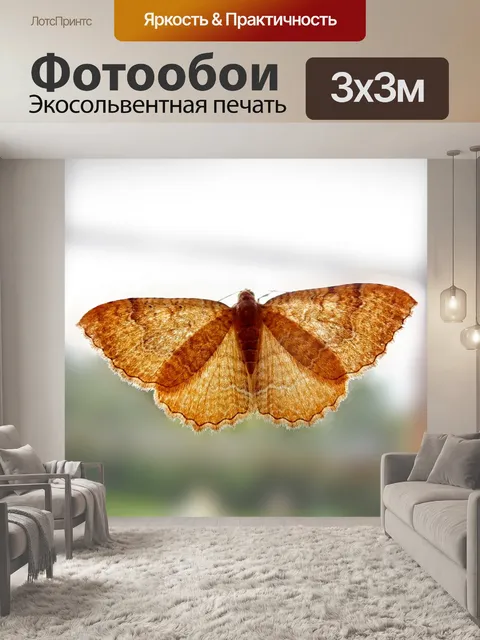Фотообои Бабочка
