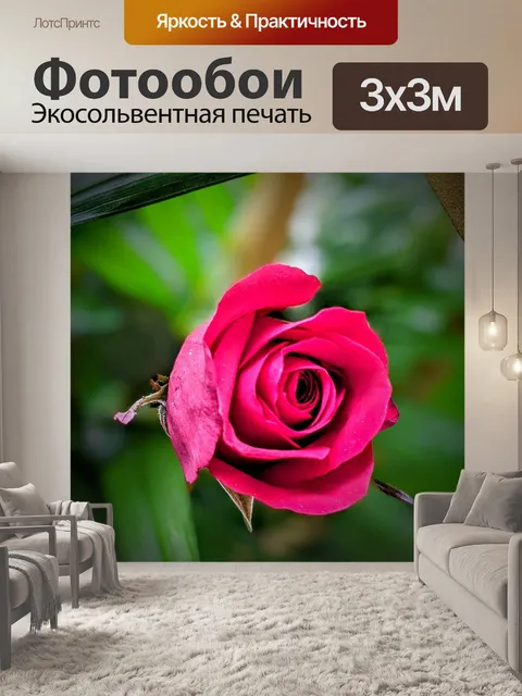 Фотообои Роза