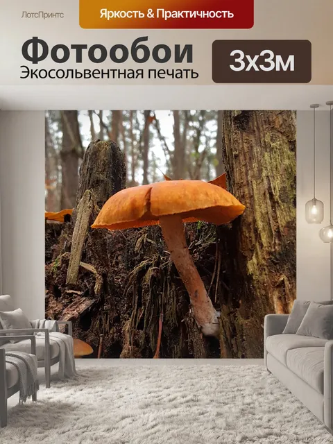 Фотообои Грибы
