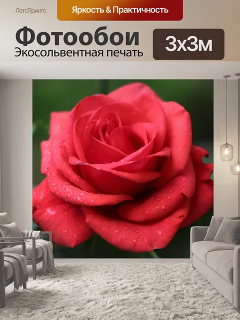 Фотообои Красная бархатная роза