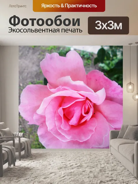 Фотообои Розовая роза