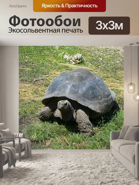 Фотообои Галапагосская черепаха