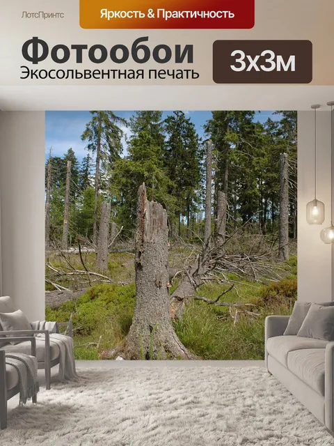 Фотообои Сухостой