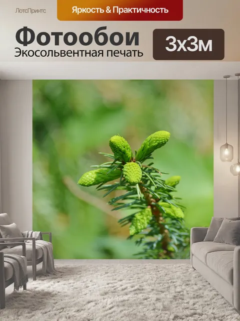 Фотообои Еловая ветка