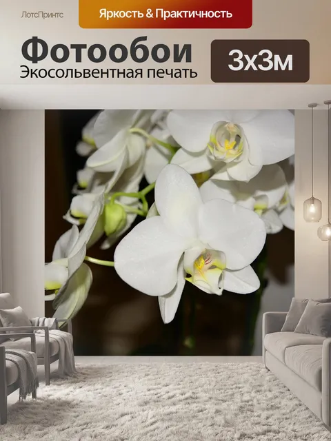 Фотообои Белая орхидея.
