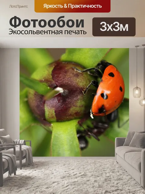Фотообои Божья коровка