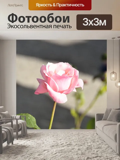 Фотообои Розовая роза