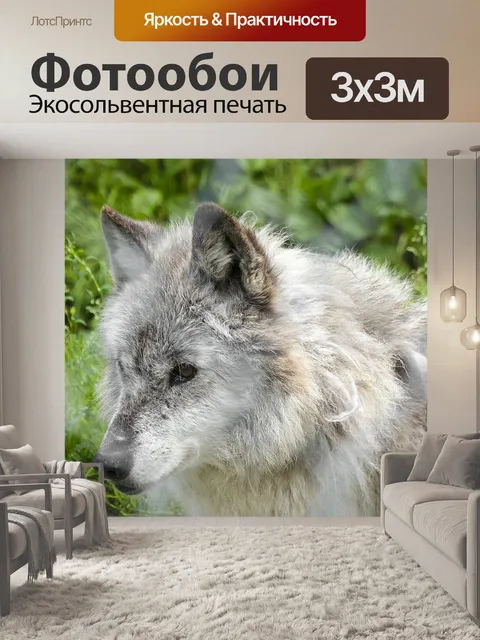 Фотообои Серый волк