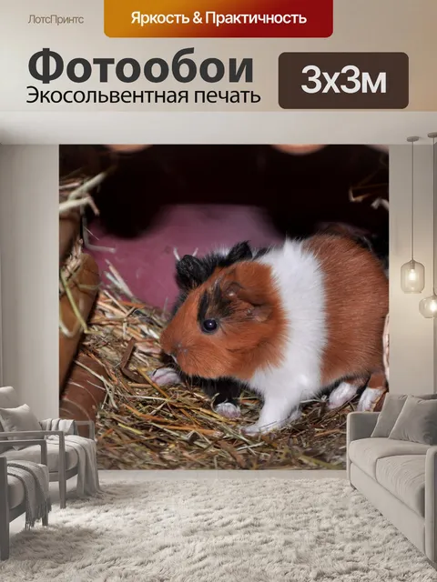 Фотообои Морская Свинка