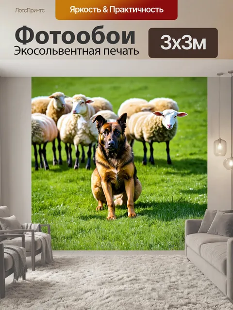 Фотообои овчарка, охраняющая стадо овец на зеленом пастбище