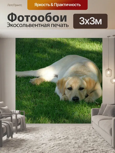 Фотообои Лабрадор ретривер
