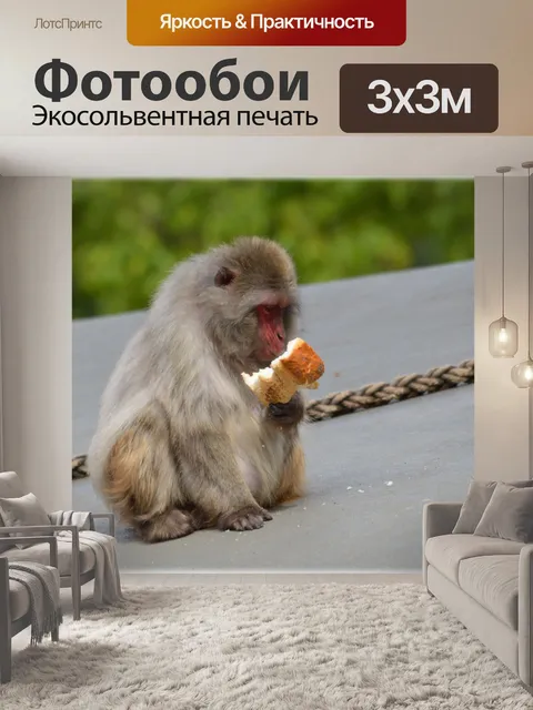 Фотообои Monkey World, время обеда 01