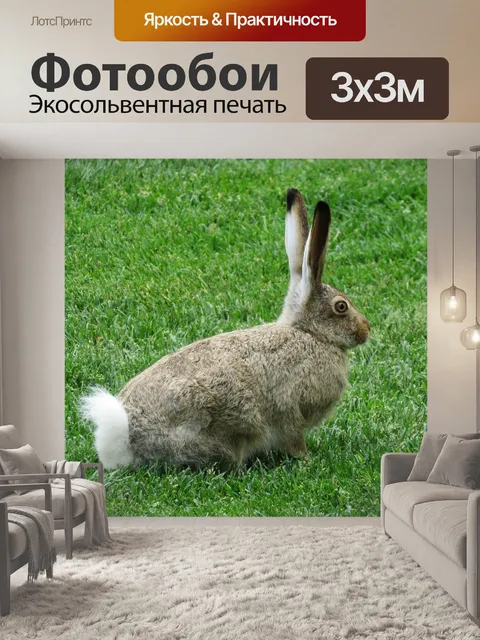 Фотообои Кролик