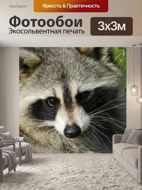 Фотообои Енот № 4