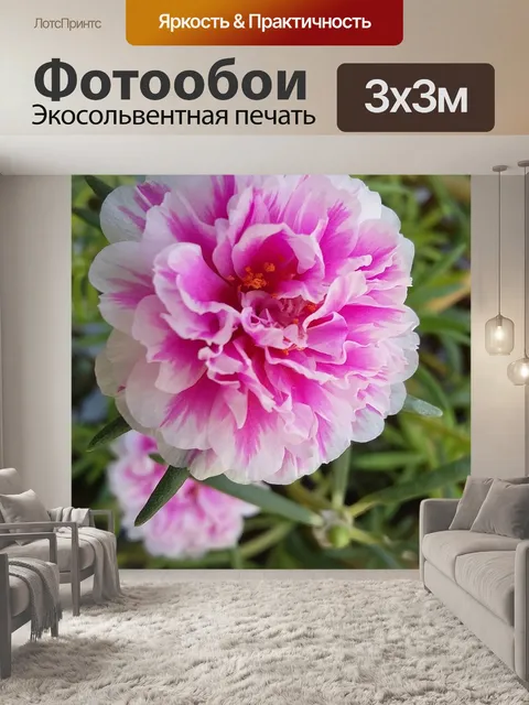 Фотообои Портулака крупноцветковая