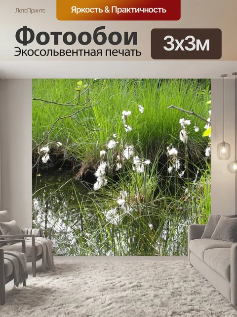 Фотообои Цветок хлопка