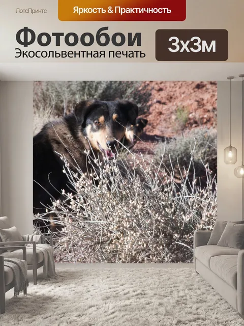 Фотообои Две собаки