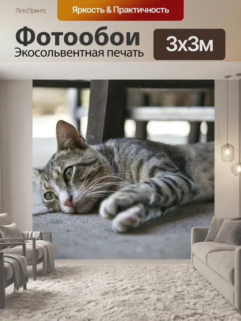 Фотообои Кошка