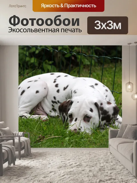 Фотообои Собака далматин щенок
