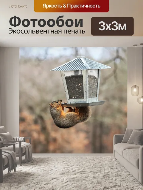 Фотообои Белка на кормушке