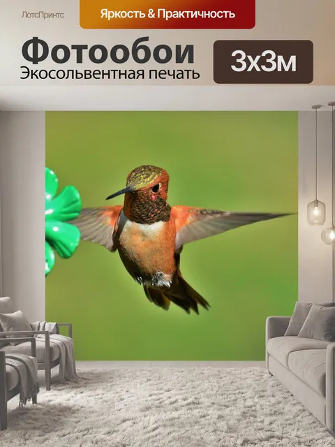 Фотообои Самка рыжего колибри