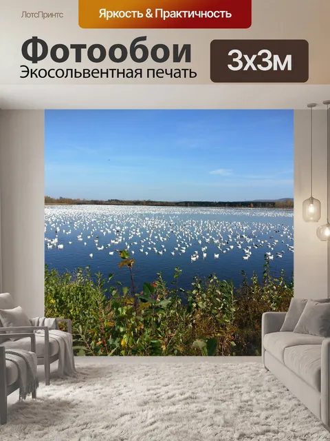 Фотообои Белые гуси