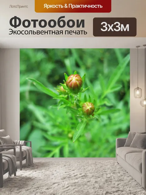 Фотообои бутоны