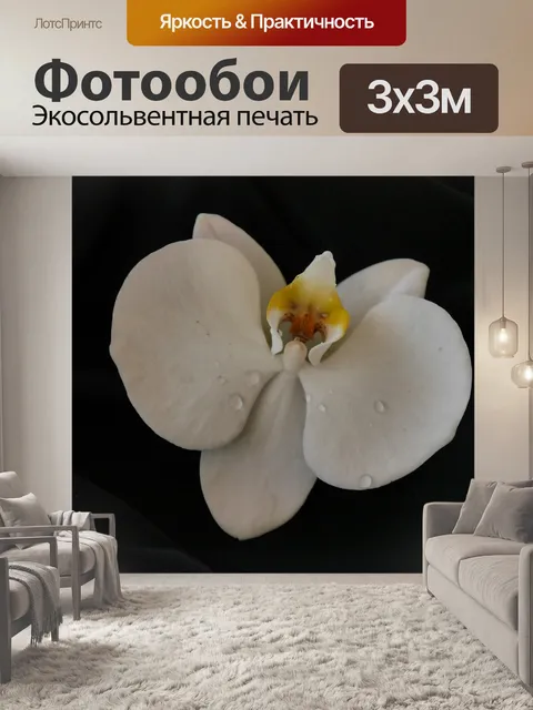 Фотообои Фаленопсис