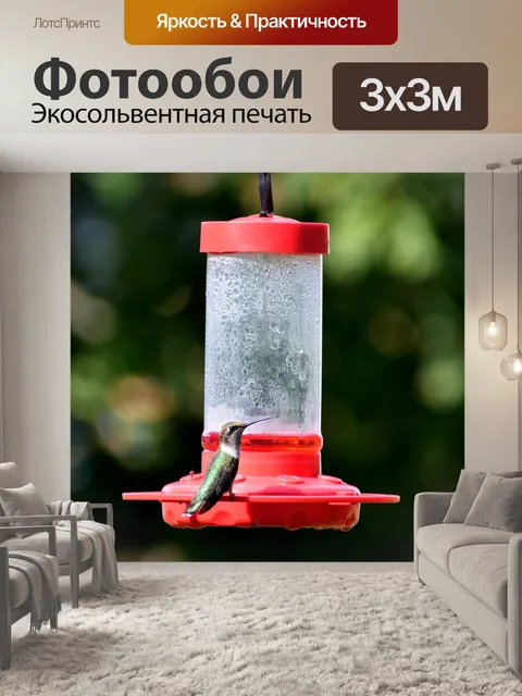 Фотообои Кормление колибри
