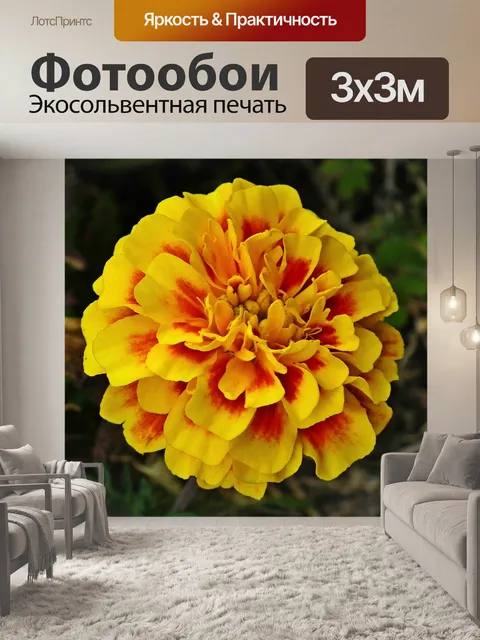 Фотообои Бархатцы