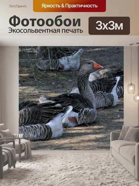 Фотообои Отдых Гуси