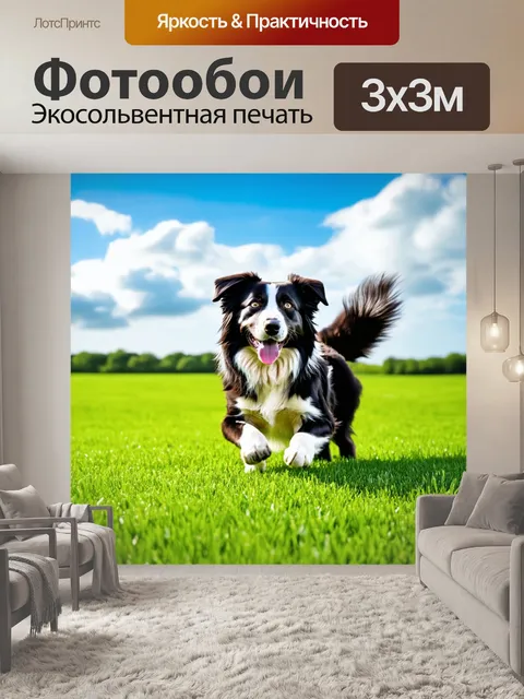 Фотообои бордер-колли, играющий на зелёном травяном поле, с ярким небом и облаками