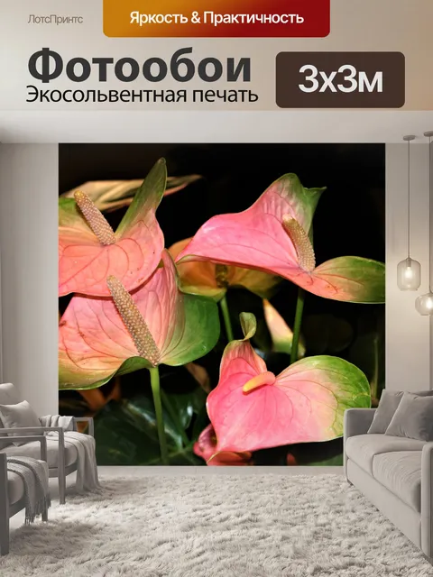Фотообои Розовые цветы Антуриума