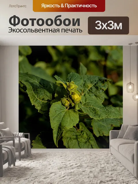 Фотообои Цветочные бутоны на зеленых листьях