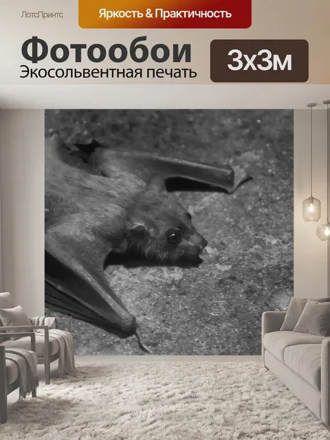 Фотообои небольшая летучая мышь