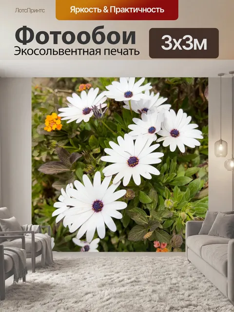 Фотообои Белые африканские ромашки