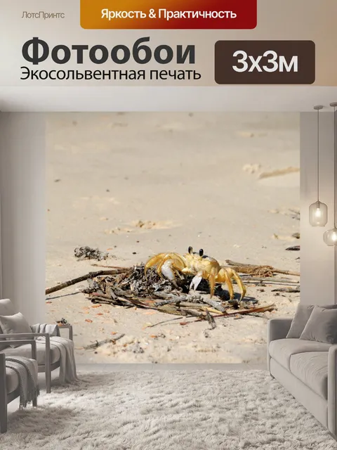 Фотообои Песчаный краб