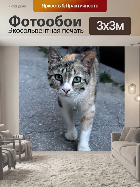 Фотообои Cat