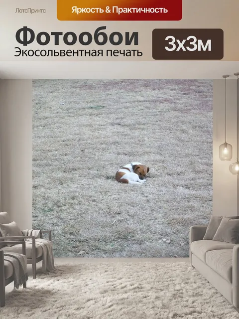 Фотообои Собака на сухой травы