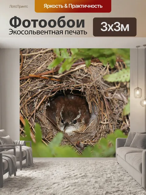 Фотообои Птица