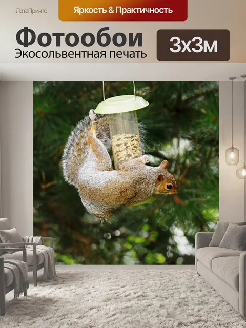 Фотообои Серая белка