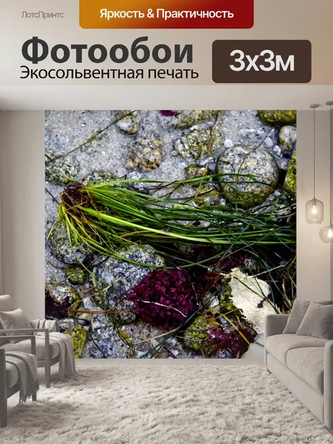 Фотообои Водоросли Натюрморт