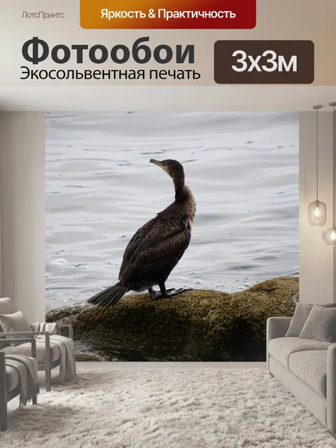 Фотообои Баклан поворачивает голову